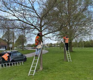 De overlast van eikenprocessierupsen is in Almere al aanzienlijk lager dan afgelopen jaar. De gemeente doet veel om de eikenprocessierups te bestrijden.