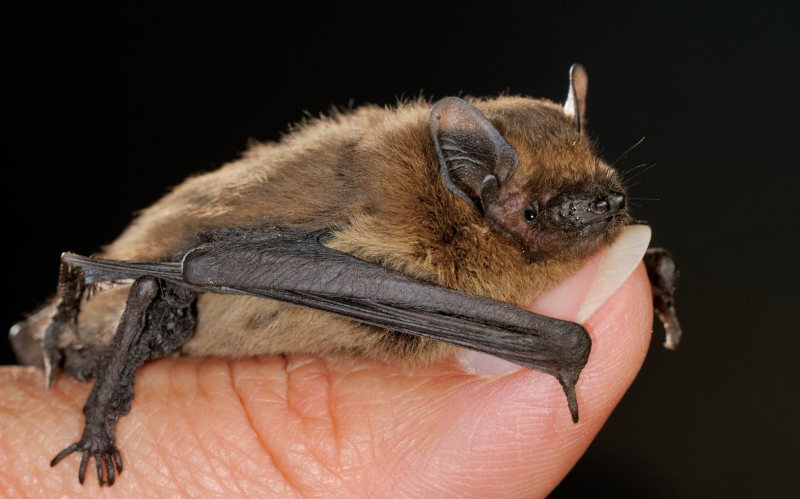 Kleine dwergvleermuis